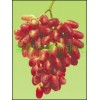 红马奶葡萄苗,无核葡萄苗木,黑芭拉蒂葡萄苗,无核红宝石葡萄苗木,夏黑葡萄