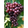 无核红宝石葡萄苗,红芭拉蒂葡萄苗,优质A09葡萄苗木,夏黑葡萄苗木,金手指葡