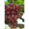 醉金香葡萄苗,无核红宝石葡萄苗,红芭拉蒂葡萄苗,优质A09葡萄苗木,夏黑葡萄