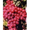 无核红宝石葡萄苗木,山东葡萄,红芭拉蒂葡萄苗,优质A09葡萄苗木,无核王子葡