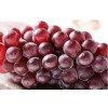 山东葡萄,无核红宝石葡萄苗木,红芭拉蒂葡萄苗,优质A09葡萄苗木,红珍珠葡萄