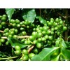 绿原酸 绿咖啡豆提取物