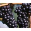 红芭拉蒂葡萄苗,优质A09葡萄苗木,优质葡萄苗木,夏黑葡萄,莱州市葡萄研究所