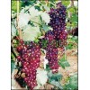 红芭拉蒂葡萄苗,优质A09葡萄苗木,脱毒夏黑葡萄苗木,葡萄苗木品种,葡萄价格