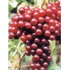 红芭拉蒂葡萄苗,优质A09葡萄苗木,无核红宝石葡萄苗,夏黑葡萄苗,莱州葡萄研