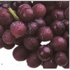 红芭拉蒂葡萄苗,优质A09葡萄苗木,优质葡萄苗价格,无核红宝石葡萄,优质葡萄