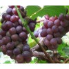 无核红宝石葡萄苗木,红芭拉蒂葡萄苗,优质A09葡萄苗木,夏黑葡萄苗,优质葡萄