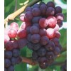 红芭拉蒂葡萄苗,优质A09葡萄苗木,无核红宝石葡萄苗,山东葡萄苗,葡萄苗价格