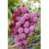 红芭拉蒂葡萄苗,优质A09葡萄苗木,无核红宝石葡萄苗木,葡萄苗价格,葡萄技术
