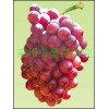 红芭拉蒂葡萄苗,优质A09葡萄苗木,优质无核红宝石葡萄苗木,夏黑葡萄苗,莱州