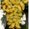 脱毒葡萄苗木品种,金手指优质葡萄苗木,葡萄苗品种,优质葡萄苗木,山东葡萄
