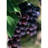 无核葡萄,夏黑优质葡萄苗,优质葡萄苗木,莱州葡萄研究所大量供应葡萄苗木