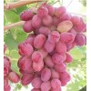优质阳光玫瑰葡萄苗,金手指葡萄苗,无核红宝石脱毒葡萄苗,葡萄苗品种,莱州