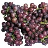 玫瑰香葡萄苗,无核红宝石葡萄苗木,各种优质葡萄苗,金手指葡萄苗,金手指葡