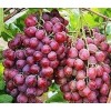 夏黑脱毒葡萄苗木,红芭拉蒂葡萄苗,优质A09葡萄苗,无核红宝石葡萄苗,醉金香