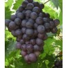 山东葡萄,无核红宝石脱毒优质葡萄苗木品种,红珍珠葡萄苗,葡萄苗,夏黑葡萄