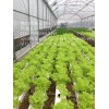 佛山鹰拓建材长期生产可种植有机蔬菜水槽——PVC水槽