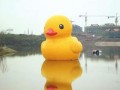 “浓缩版”大黄鸭首来自贡 市民看“稀奇”