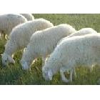 供应宏兴只山东鲁西纯种公羊母羊各种肉羊羔羊养殖基地
