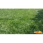 供应上海绿忆冬季草坪- 百慕大-上海绿忆草坪