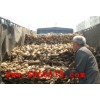 志龙莲藕培育基地常年供应优质雪藕，高产雪藕种