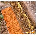 供应睿蜂坊FHF12大量优质荷花粉蜂花粉 蜂产品花粉