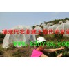 杨梅防虫网罩3*3*3供应