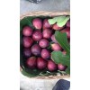 莱芜1公分无花果树苗哪里有