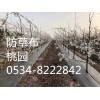 北京北京其它区100克抗老化物理除草布热线多少