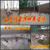 新闻：安徽省蚌埠哪里有卖白孔雀的