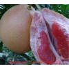 新闻:武汉哪里有卖红肉蜜柚苗
