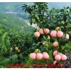 咨询:抚州批发三红蜜柚苗