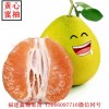 新闻:武汉琯溪三红蜜柚苗