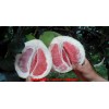 新闻:汕头批发三红蜜柚苗