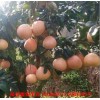 新闻:长沙三红蜜柚苗价格