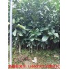 新闻:泸州三红蜜柚苗多少钱一棵