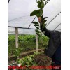 咨询:赣州三红蜜柚苗一株多少钱