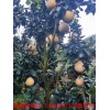 新闻:台州红肉蜜柚苗多少钱