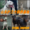 资讯：莱阳狼青犬
√价格