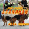 新闻：<益阳>
德牧幼犬多少钱