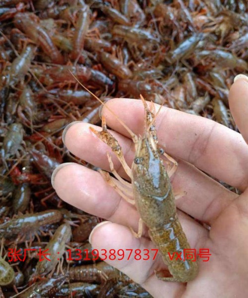咨询：茂名小龙虾种苗多少钱一斤（成品虾回收）