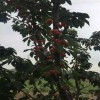 安徽省芜湖怎么购买品种纯正的樱桃苗樱桃苗报价
