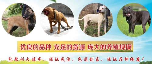 新闻：宿迁杜高犬养殖厂家