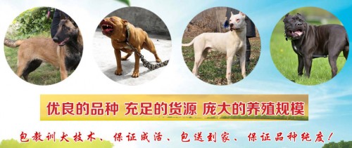 丽水杜高犬哪里有卖