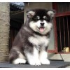 新闻：桂林拉布拉多犬多少钱一条