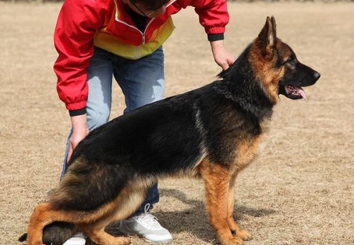 新闻：德州德牧羊犬价格