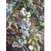 怀化蓝莓苗什么品种好  蓝莓苗成活率怎么样