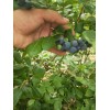 海东地区2019蓝莓苗价格  蓝莓苗有哪些品种