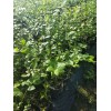 淮安2019蓝莓苗价格  蓝莓苗有哪些品种
