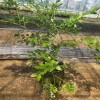 德宏傣族景颇族自治州2019蓝莓苗价格  蓝莓苗有哪些品种